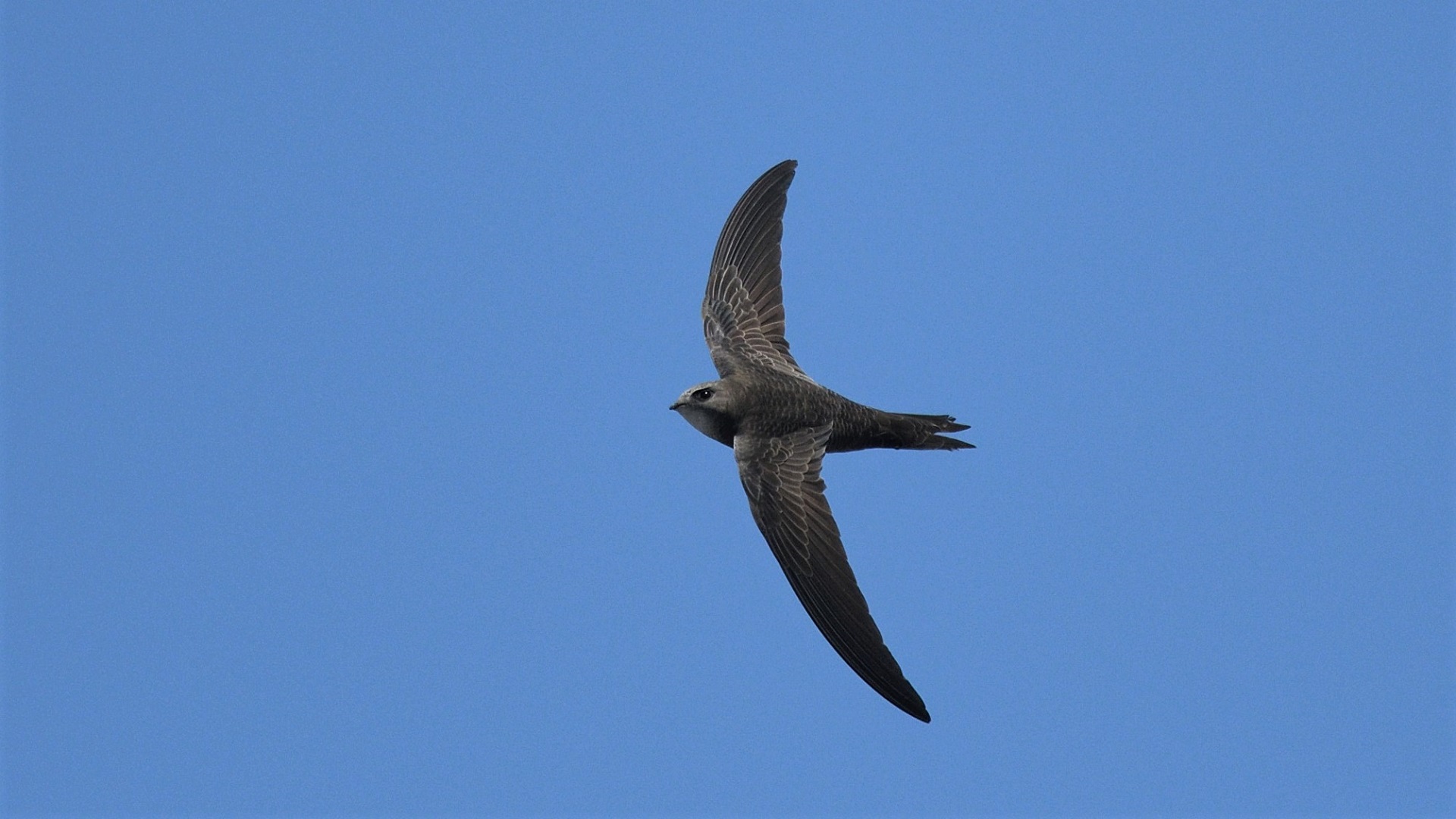 Pallid Swift